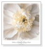 Peony Praise（レベッカ スワンソン）|ポスター