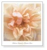 Promise Rose（レベッカ スワンソン）|ポスター