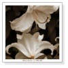 White Lilies（レベッカ スワンソン）|ポスター