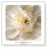 Peony Praise（レベッカ スワンソン）|ポスター