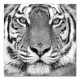 Tiger（アーティスト不明）