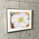 特別額装マット作品/アートポスター/White Flower on Red Earth No. 1（ジョージア オキーフ）