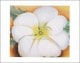特別額装マット作品/アートポスター/White Flower on Red Earth No. 1（ジョージア オキーフ）