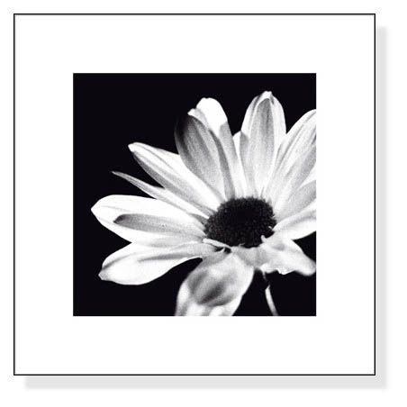 Chrysanthemum（バンクス） の詳細画像1