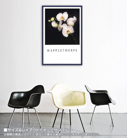 Orchid（ロバート メイプルソープ） ポスター販売のアズポスター