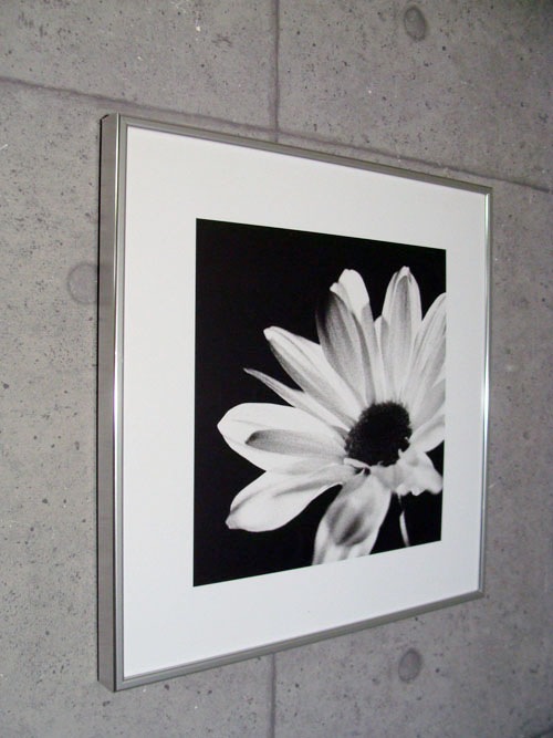Chrysanthemum（バンクス） の詳細画像3