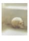 限定マット額装品/Gerhard Richter/ゲルハルト・リヒター/Skull 1983