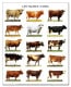 Cows（アーティスト不明）