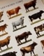 Cows（アーティスト不明）