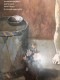 Femme a la Toilette（パブロ ピカソ）