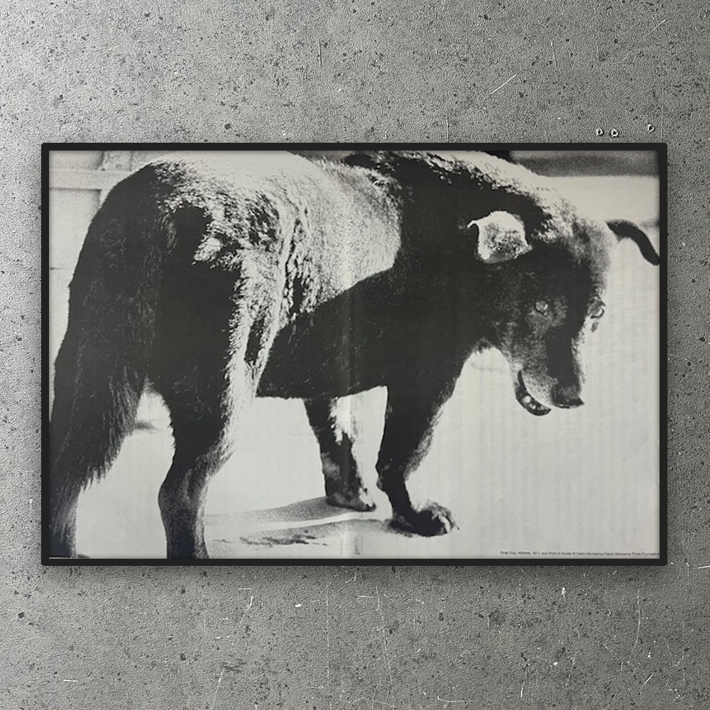 額装済作品/森山大道/StrayDogMisawa.1971/インテリア/アート 額装済作品/森山 大道/Stray Dog.Misawa.1971（森山 大道