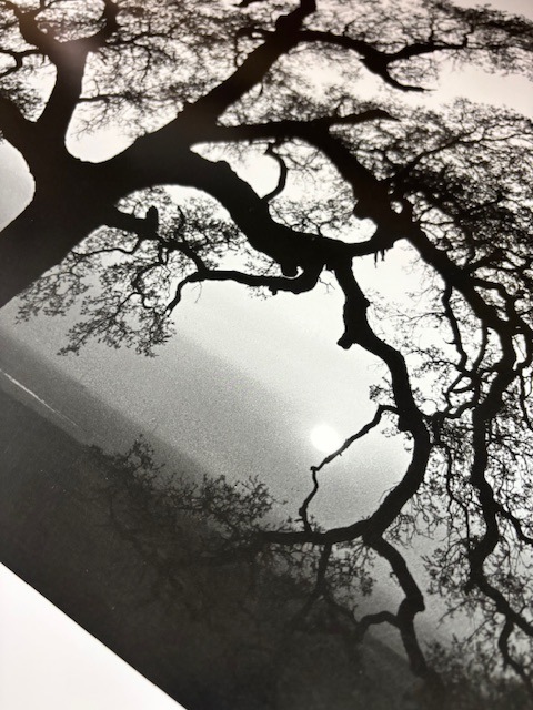 Oak Tree - Sunset City California (エンボスマーク入)（アンセル アダムス） の詳細画像4