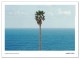 Palm tree/seascape（ジョン バルデッサリ）