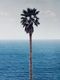 Palm tree/seascape（ジョン バルデッサリ）