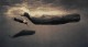 限定マット額装品Ashes and snow Gregory Colbert with Whale（グレゴリー コルベール）
