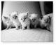 Five Kittens（キム レヴィン）