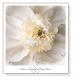Peony Praise（レベッカ スワンソン）