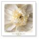 Peony Praise（レベッカ スワンソン）