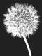 Dandelion（ジェニー クラフト）