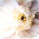 Peony Praise（レベッカ スワンソン）