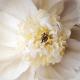 Peony Praise（レベッカ スワンソン）