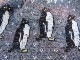 USED �ѥ����˥��� �ե���� ���饤�ȥ������� �������ϥå� Penguinos ���㥳����إ��� ack814