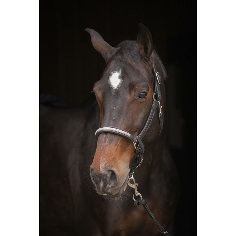 ペネロペ レザー無口 ハーモニー | 無口・引手 | 乗馬用品 ハフリンガーMAX