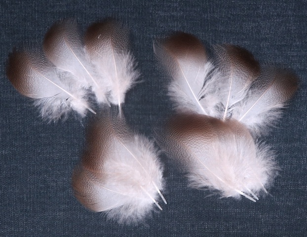 Bronze��Mallard��2��Size