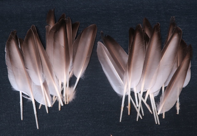 DuckQuills��3�ڥ���6��