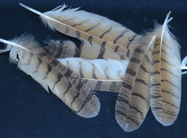 CANAL��EAGLE��OWL��Quill��For��Body