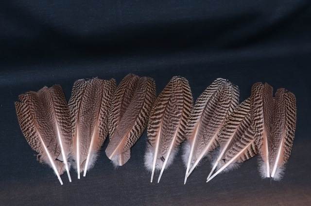 PeacockQuills