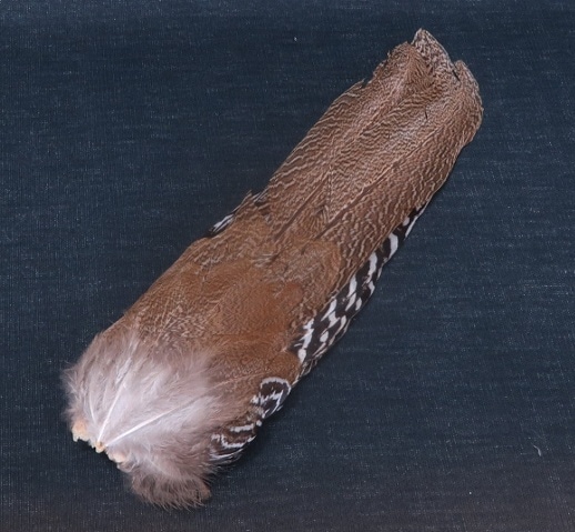 Speckled��Pheasant