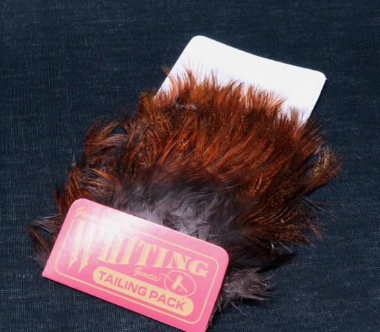 WHITINGTailingPackGingerPardo