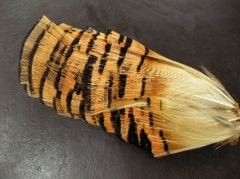 Pheasant Tippet