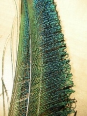 Peacock��Sword ��1�ڥ�