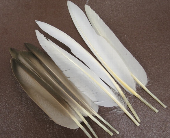 DuckQuillsNaturalGrayWhite