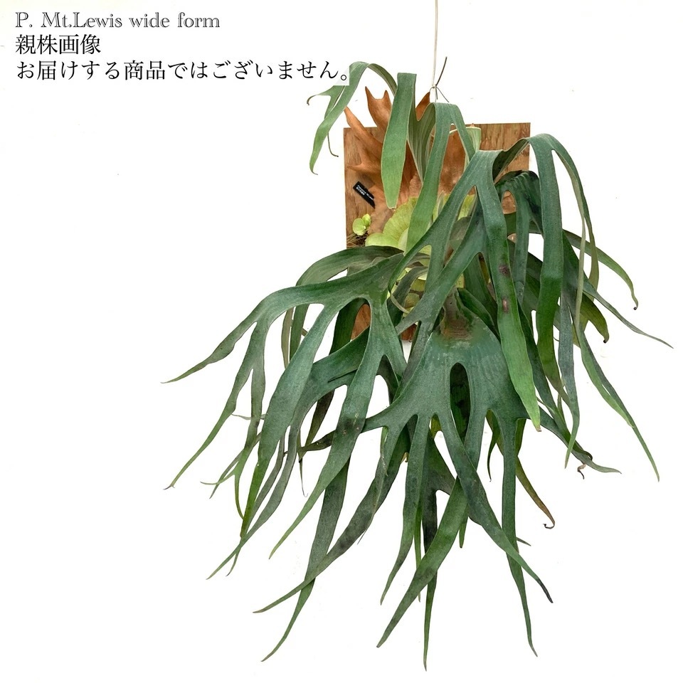 yuさん専用　ビカクシダ　マウントルイス　コモレビプランツ 現品) ビカクシダ マウントルイス 'ワイドフォーム' (pup) (No