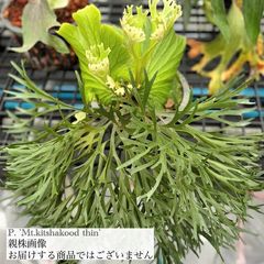 ビカクシダ | エアープランツ専門店 Branches and Leaves