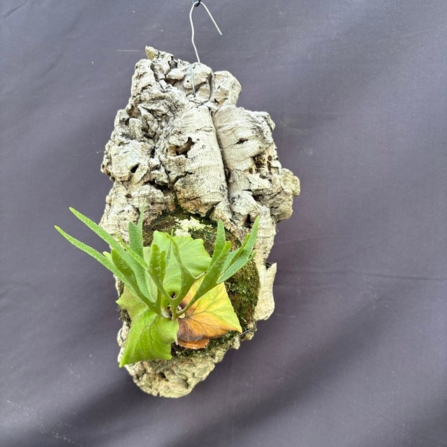 【あき】ビカクシダ キッチャクード ビカクシダ キッチャクード | GREEN LUCK