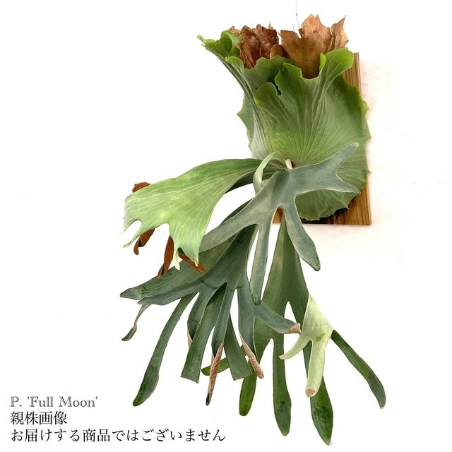 は*ん様 ビカクシダ　3種 ビカクシダ 3種セット