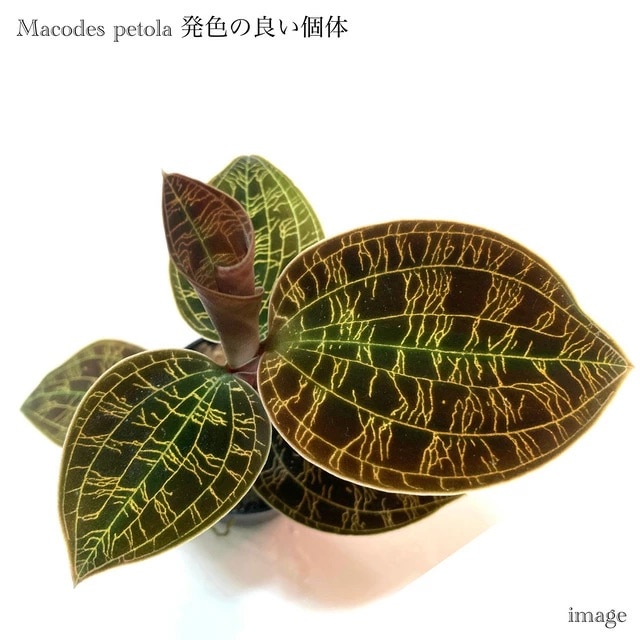 マコデス ペトラ 発色の良い個体 | 蘭 / パルダリウム,ジュエル
