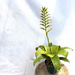 ブロメリア,フリーセア | エアープランツ専門店 Branches and Leaves