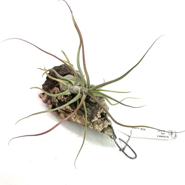 レア品種⭐︎ チランジア　ブルボーサ　アルバ　エアプランツ　④ 楽天市場】(現品) チランジア ブルボーサ アルバ (No.21769) (エアー