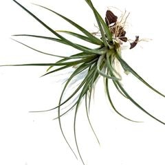 エアープランツ,交配種,ストレプトフィラ交配種 | エアープランツ専門