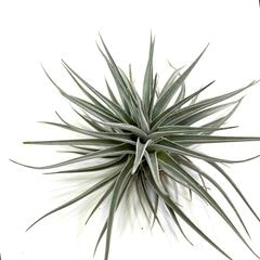 エアープランツ,希少・高級種 | エアープランツ専門店 Branches and Leaves