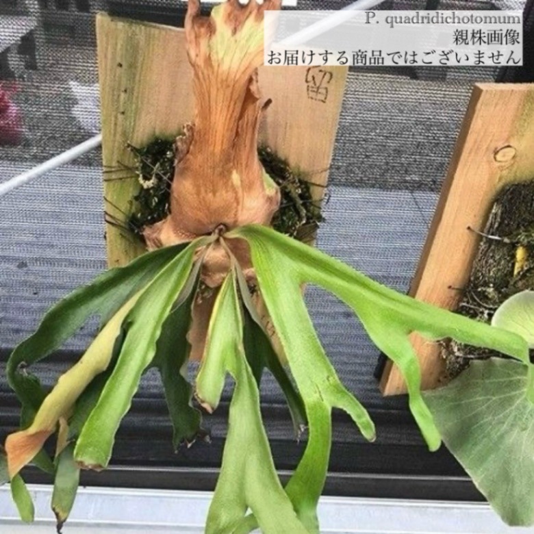 ビカクシダ クワドリディコトマム子株 ビカクシダ クアドリディコ