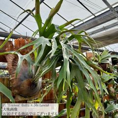 ビカクシダ,交配種 | エアープランツ専門店 Branches and Leaves