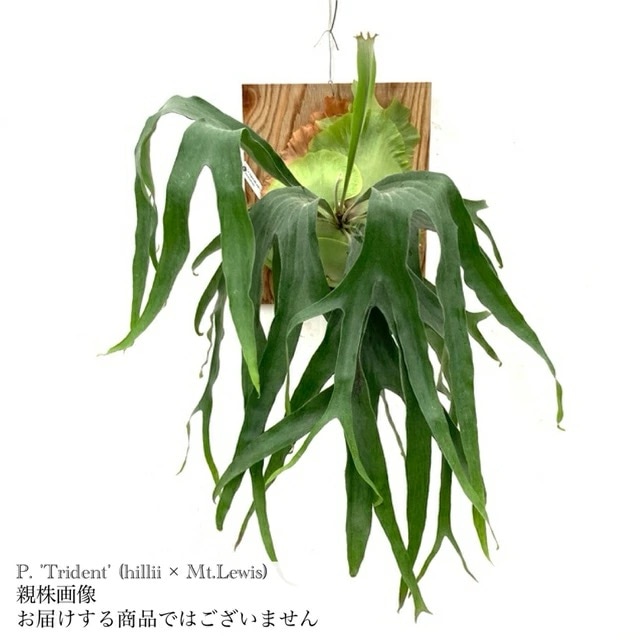 ビカクシダ トライデント　P. Trident 親株 ビカクシダ トライデント P. Trident 親株 (現品) ビカクシダ