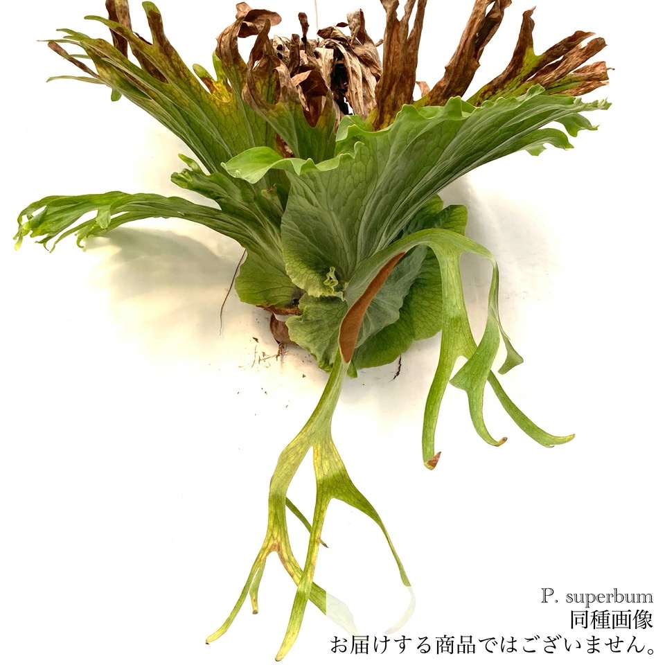 ビカクシダ スパーバム 大きめ 観葉植物 ビカクシダ スパーバム 大きめ 観葉植物 大型 ビカクシダ
