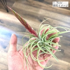 エアープランツ,交配種,ストレプトフィラ交配種 | エアープランツ専門
